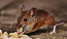 24 Hour & Emergency Exterminators in State Farm Insurance, OH